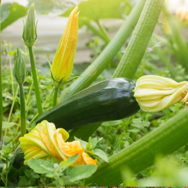 Searles Planting and growing zucchini
